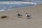 Pair of laughing Gulls