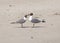 A Pair of Laughing Gulls Nuzzling on a Beach