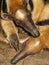 A pair of lesser anteaters