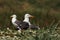 Pair of Lesser black backed gull near their nest