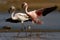 Pair of Lesser Flamingos