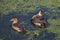 Pair of Lesser whistling duck India