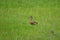 Pair of Lesser whistling ducks in the field