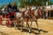 A pair of light gray horse-drawn horses, harnessed to the carriage. Right view. Horse Feria, Jerez de la Frontera, Andalusia, Spai