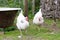 Pair of light sussex hens