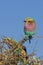 Pair of liliac breasted roller birds sitting on thorny tree in Etosha National Park, Namibia, Southern Africa