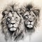 Pair lion lions portrait drawing sketch illustration