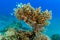 A pair of Lionfish on an acropora table coral