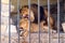 A pair of lions in captivity in a zoo behind bars. Marriage period for lions. Animal instinct.