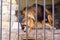 A pair of lions in captivity in a zoo behind bars. Marriage period for lions. Animal instinct.