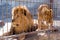 A pair of lions in captivity in a zoo behind bars. Power and aggression in the cage.