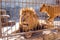 A pair of lions in captivity in a zoo behind bars. Power and aggression in the cage.