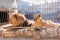 A pair of lions in captivity in a zoo behind bars. Power and aggression in the cage.