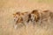 Pair of Lions in kenya stalking through the grass