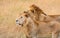 Pair of Lions in kenya stalking through the grass