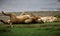 Pair of lions lounging on a field in Tanzania