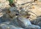 Pair of Lions resting after mating, both are snarling with mouths open, south luangwa national park, zambia