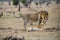 Pair of Lions, Serengeti, Tanzania