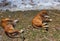 A pair of lions where the male lion sleeping and the female just sitting around