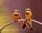 Pair of little bee eaters