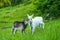Pair of little goat kids playing in summer pasture. Horned Saanen on pet leash and baby nigerian dwarf goat outside on farmland