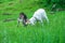Pair of little goat kids playing in summer pasture, soft focus