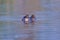 Pair of Little grebe bird natural nature wallpaper, India 