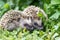 Pair of little hedgehogs outdoors