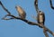 A pair of long beaked vultures