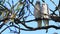 Pair Long-billed Corella, Cacatua tenuirostris, perched