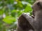 Pair of long tailed macaque grooming each other