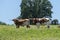 Pair of Longhorn bulls standing in ranch pasture