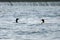 A pair of Loons on Child`s Lake, Duck Mountain Provincial Park, Manitoba, Canada