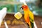 Pair of lovebird a bright orange parrots eating corn. Bird watching