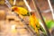 Pair of lovebird a bright orange parrots eating corn. Bird watching