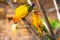 Pair of lovebird a bright orange parrots eating corn. Bird watching