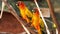 Pair of lovebird a bright orange parrots eating corn. Colours of nature. 4k footage.