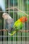 Pair of lovebird couple in the cage