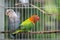 Pair of lovebird couple in the cage