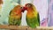 pair lovebird parrot. large, colorful, beautiful parrots.