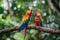 Pair of lovebirds agapornis-fischeri. Moment of tenderness between a pair of parrots. pair of parrots. Blue-naped parrot,