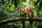 Pair of lovebirds agapornis-fischeri. Moment of tenderness between a pair of parrots. pair of parrots. Blue-naped parrot,