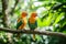 Pair of lovebirds agapornis-fischeri. Moment of tenderness between a pair of parrots. pair of parrots. Blue-naped parrot,