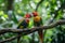 Pair of lovebirds agapornis-fischeri. Moment of tenderness between a pair of parrots. pair of parrots. Blue-naped parrot,