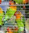 Pair of Lovebirds in a Cage