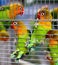 Pair of Lovebirds in a Cage