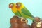 A pair of lovebirds are perched in the snakefruits group.