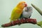 A pair of lovebirds are perched on the weft of the anthurium flower on a light green background.