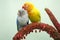 A pair of lovebirds are perched on the weft of the anthurium flower on a light green background.