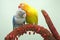 A pair of lovebirds are perched on the weft of the anthurium flower on a light green background.